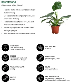 Dehner Zimmerpflanzen-Set Dschungel Feeling, 6-teilig