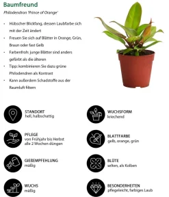 Dehner Zimmerpflanzen-Set Dschungel Feeling, 6-teilig