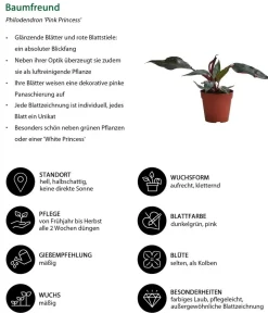 Dehner Zimmerpflanzen-Set Dschungel Feeling, 6-teilig