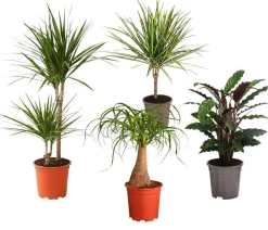 Dehner Zimmerpflanzen-Set Durchatmen, 4-teilig