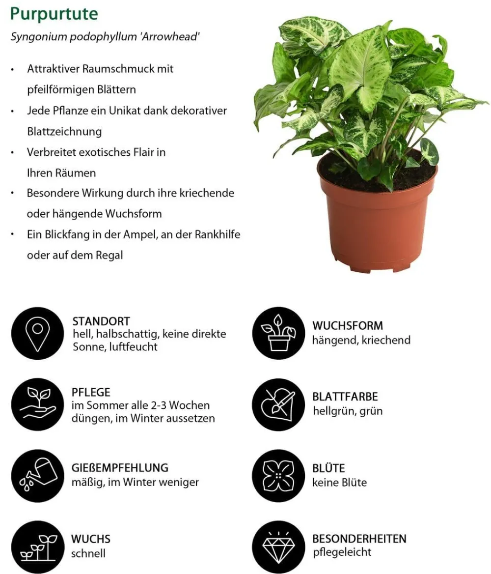 Dehner Zimmerpflanzen-Sets|Grünpflanzen > Zimmerpflanzen-Set Ever Green, 3-teilig