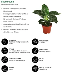 Dehner Zimmerpflanzen-Sets|Grünpflanzen > Zimmerpflanzen-Set Ever Green, 3-teilig