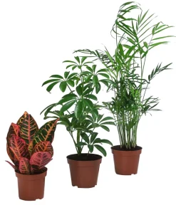 Dehner Zimmerpflanzen-Sets|Grünpflanzen - Zimmerpflanzen-Set Exotik, 3-teilig Grün