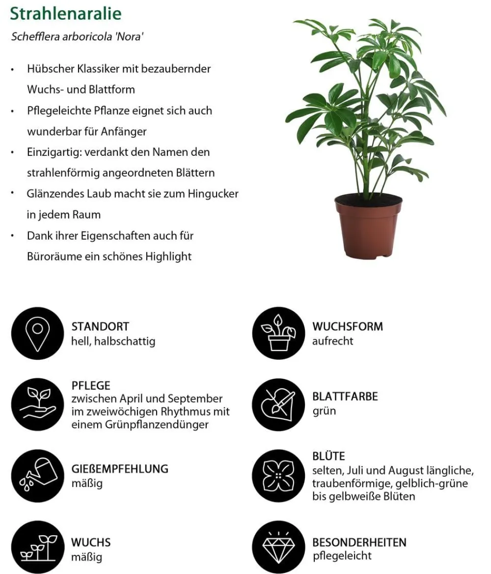 Dehner Zimmerpflanzen-Sets|Grünpflanzen - Zimmerpflanzen-Set Exotik, 3-teilig Grün