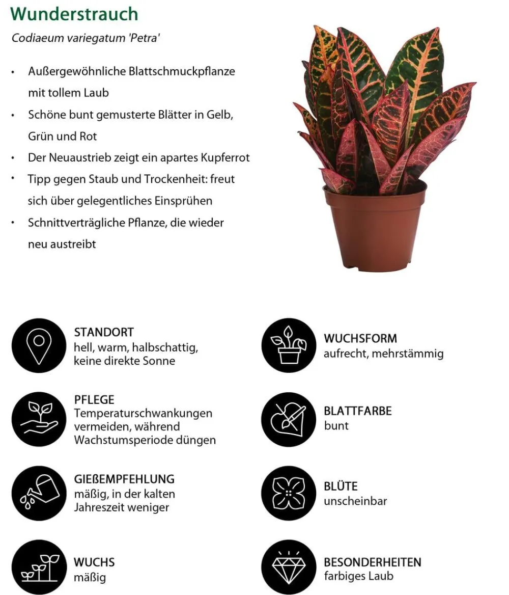 Dehner Zimmerpflanzen-Sets|Grünpflanzen - Zimmerpflanzen-Set Exotik, 3-teilig Grün