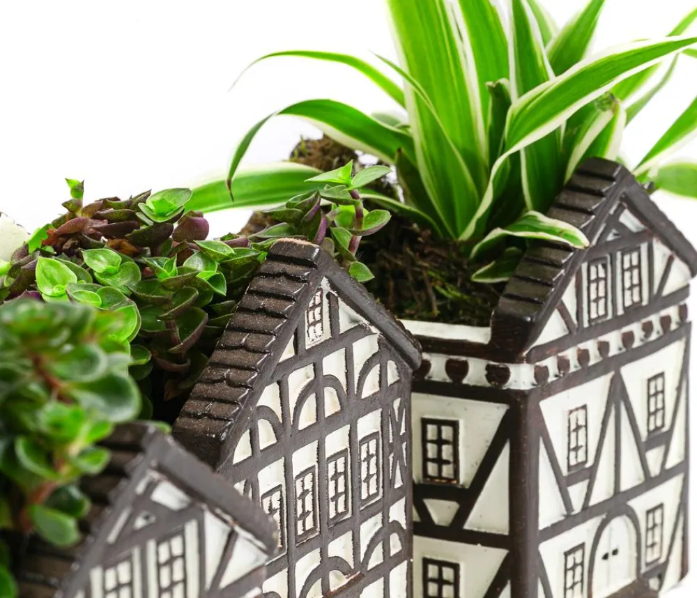 Dehner Zimmerpflanzen-Sets|Zimmerpflanzen Mit Übertopf > Zimmerpflanzen-Set Fachwerk, 3-teilig