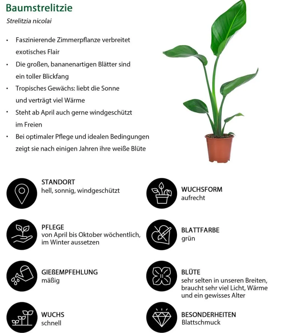 Dehner Zimmerpflanzen-Sets|Grünpflanzen > Zimmerpflanzen-Set e Blätter, 4-teilig