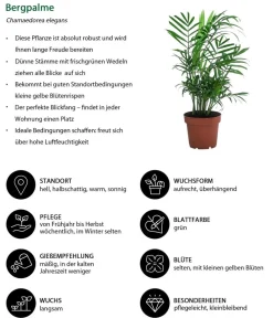 Dehner Zimmerpflanzen-Set e Klassiker, 3-teilig Grün Clearance