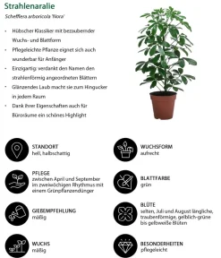 Dehner Zimmerpflanzen-Set e Klassiker, 3-teilig Grün Clearance