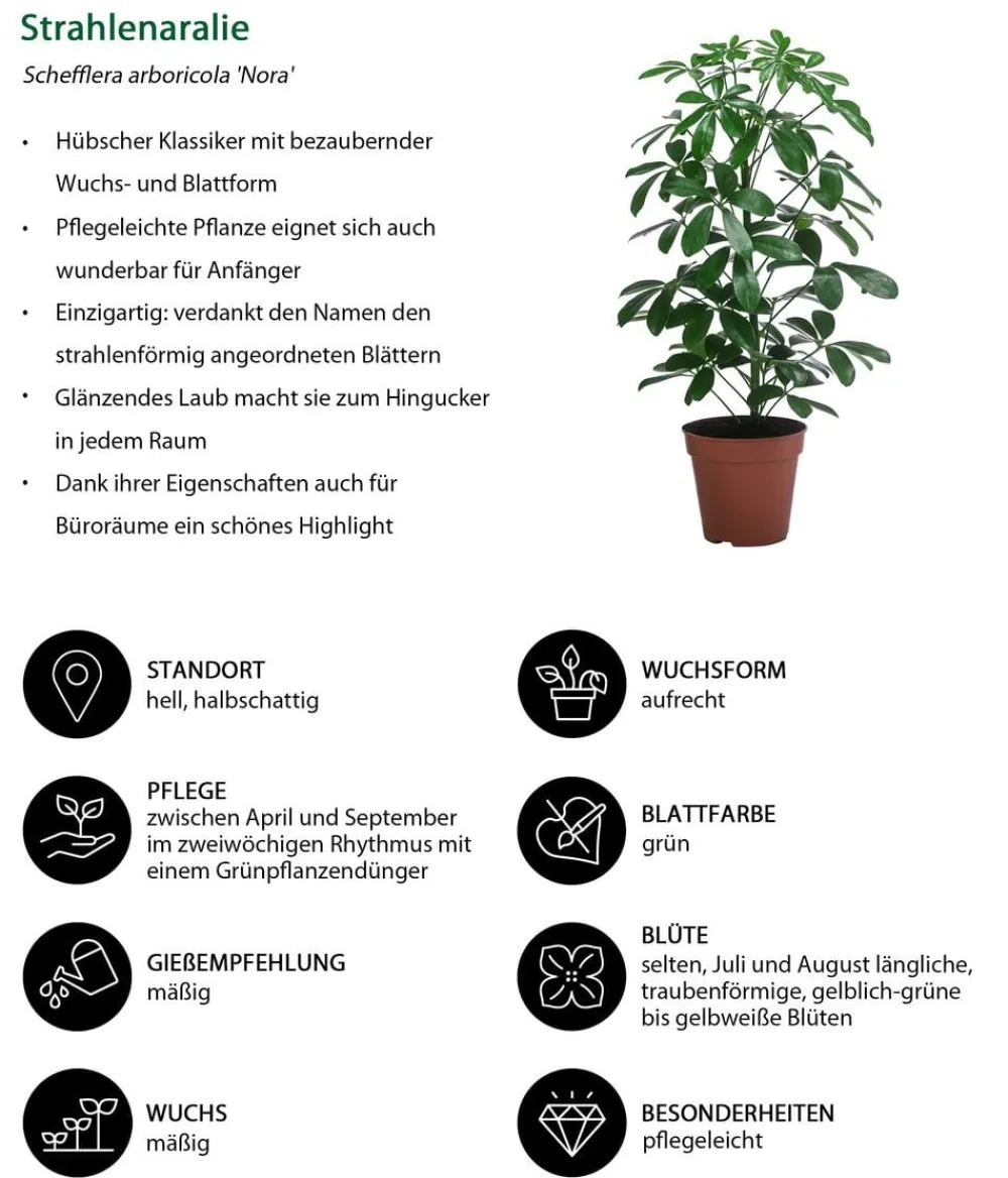 Dehner Zimmerpflanzen-Set e Klassiker, 3-teilig Grün Clearance