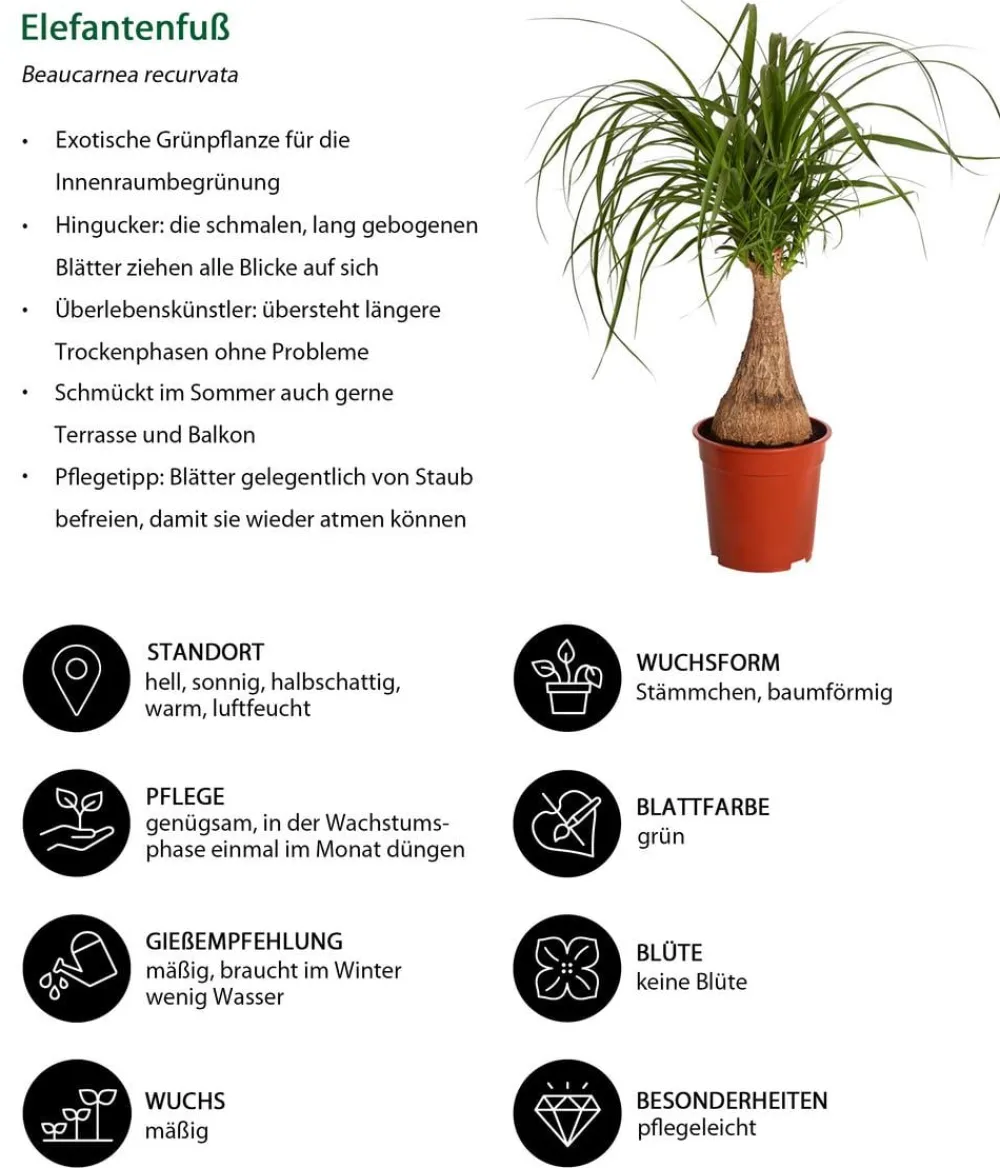 Dehner Zimmerpflanzen-Sets|Grünpflanzen > Zimmerpflanzen-Set er leben, 4-teilig