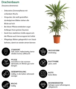 Dehner Zimmerpflanzen-Sets|Grünpflanzen > Zimmerpflanzen-Set er leben, 4-teilig