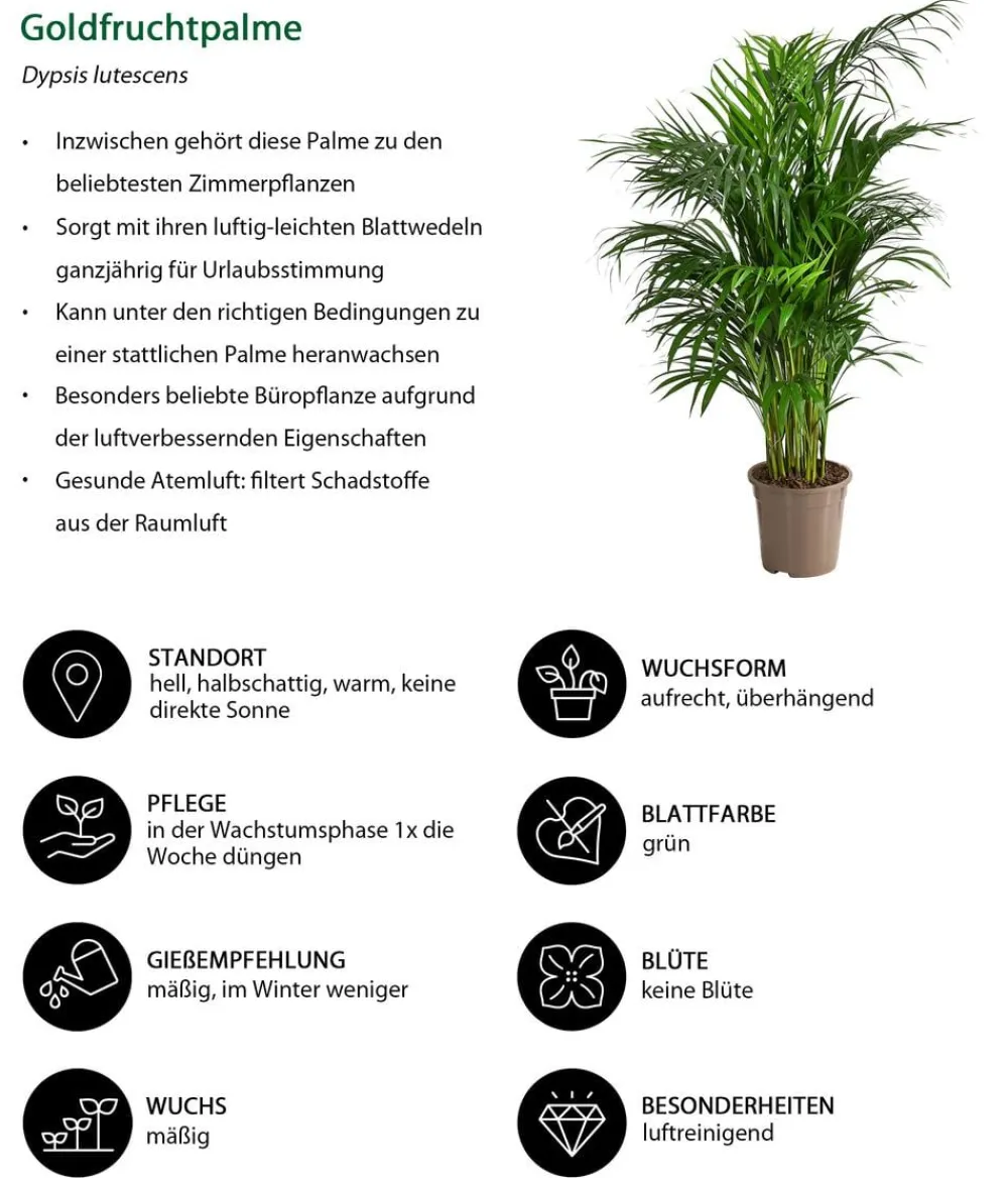 Dehner Zimmerpflanzen-Sets|Grünpflanzen > Zimmerpflanzen-Set er leben, 4-teilig