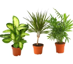 Dehner Drachenbaum & Yucca|Zimmerpflanzen-Sets - Zimmerpflanzen-Set pflanzen, 3-teilig