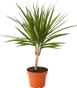 Dehner Drachenbaum & Yucca|Zimmerpflanzen-Sets - Zimmerpflanzen-Set pflanzen, 3-teilig