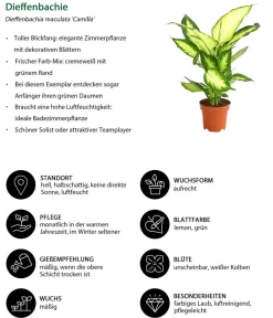 Dehner Drachenbaum & Yucca|Zimmerpflanzen-Sets - Zimmerpflanzen-Set pflanzen, 3-teilig