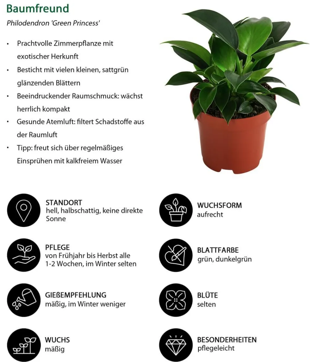 Dehner Zimmerpflanzen-Set Starter, 3-teilig Discount