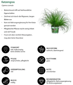 Dehner Zimmerpflanzen-Sets|Grünpflanzen > Zimmerpflanzen-Set Heimtierlieblinge, 3-teilig