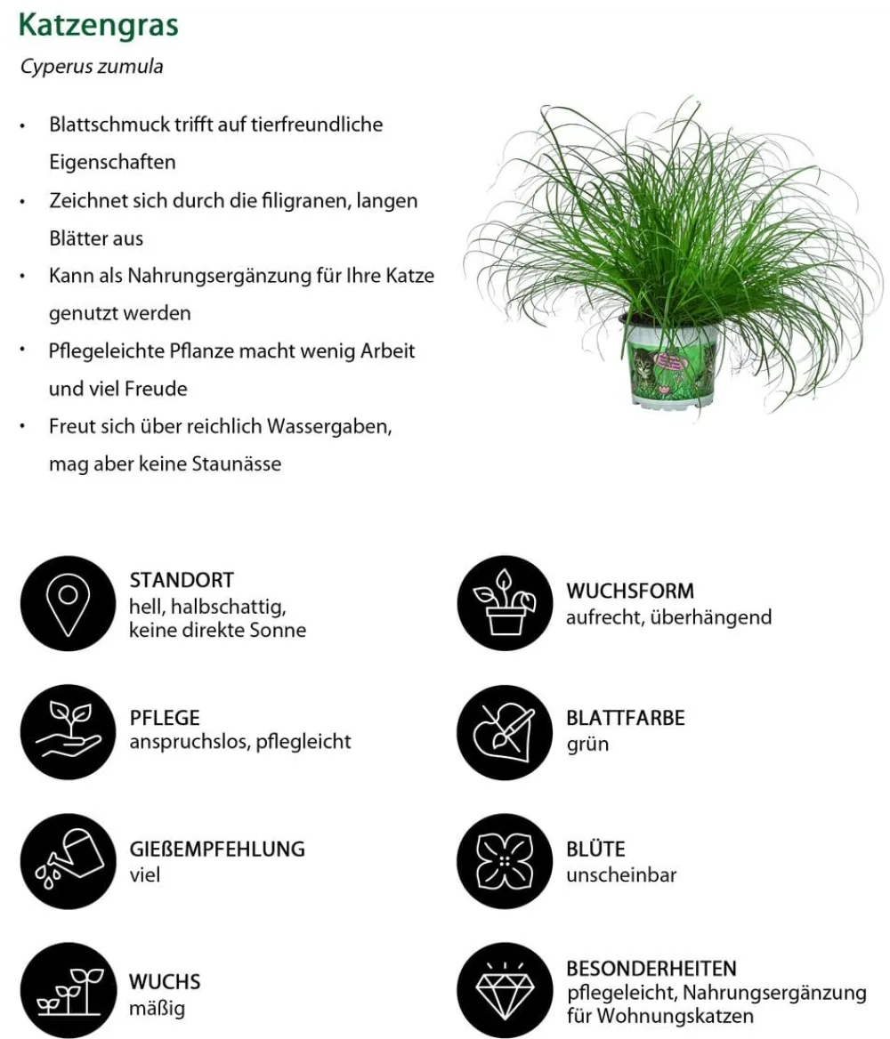 Dehner Zimmerpflanzen-Sets|Grünpflanzen > Zimmerpflanzen-Set Heimtierlieblinge, 3-teilig