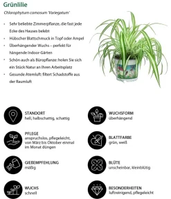 Dehner Zimmerpflanzen-Sets|Grünpflanzen > Zimmerpflanzen-Set Heimtierlieblinge, 3-teilig