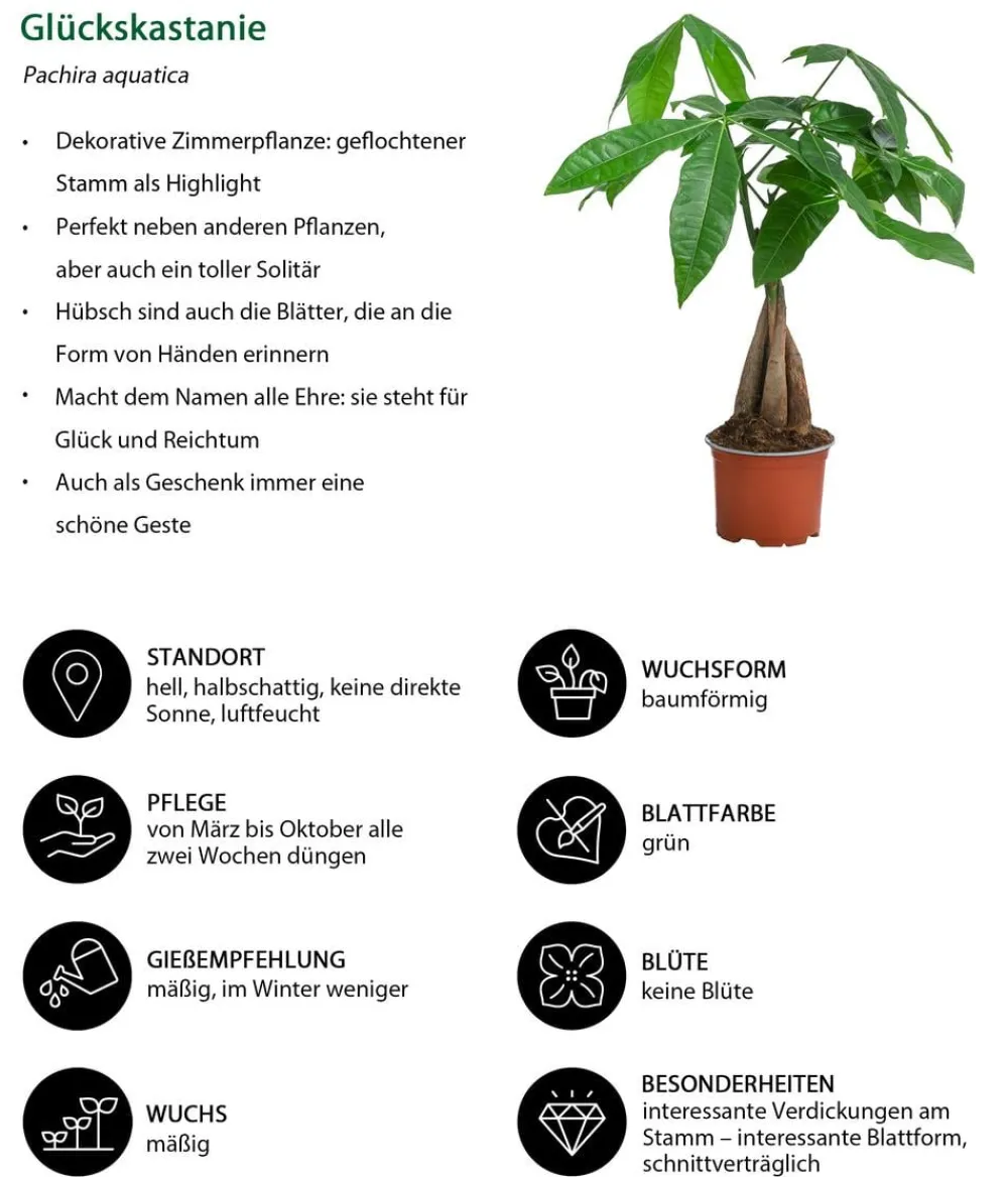 Dehner Zimmerpflanzen-Set Kleine Stämmchen 4-teilig