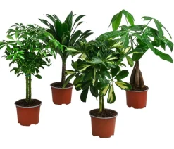 Dehner Zimmerpflanzen-Set Kleine Stämmchen 4-teilig