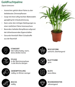 Dehner Zimmerpflanzen-Sets|Grünpflanzen > Zimmerpflanzen-Set Luftreiniger, 3-teilig