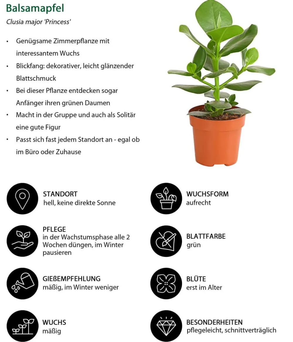 Dehner Zimmerpflanzen-Sets|Grünpflanzen > Zimmerpflanzen-Set Luftreiniger, 3-teilig