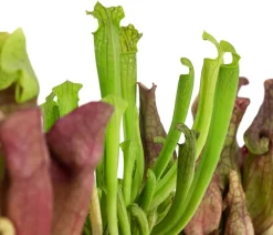 Dehner Zimmerpflanzen-Sets|Grünpflanzen > Zimmerpflanzen-Set Schlauchpflanzen - Sarracenia Mix, 3-teilig