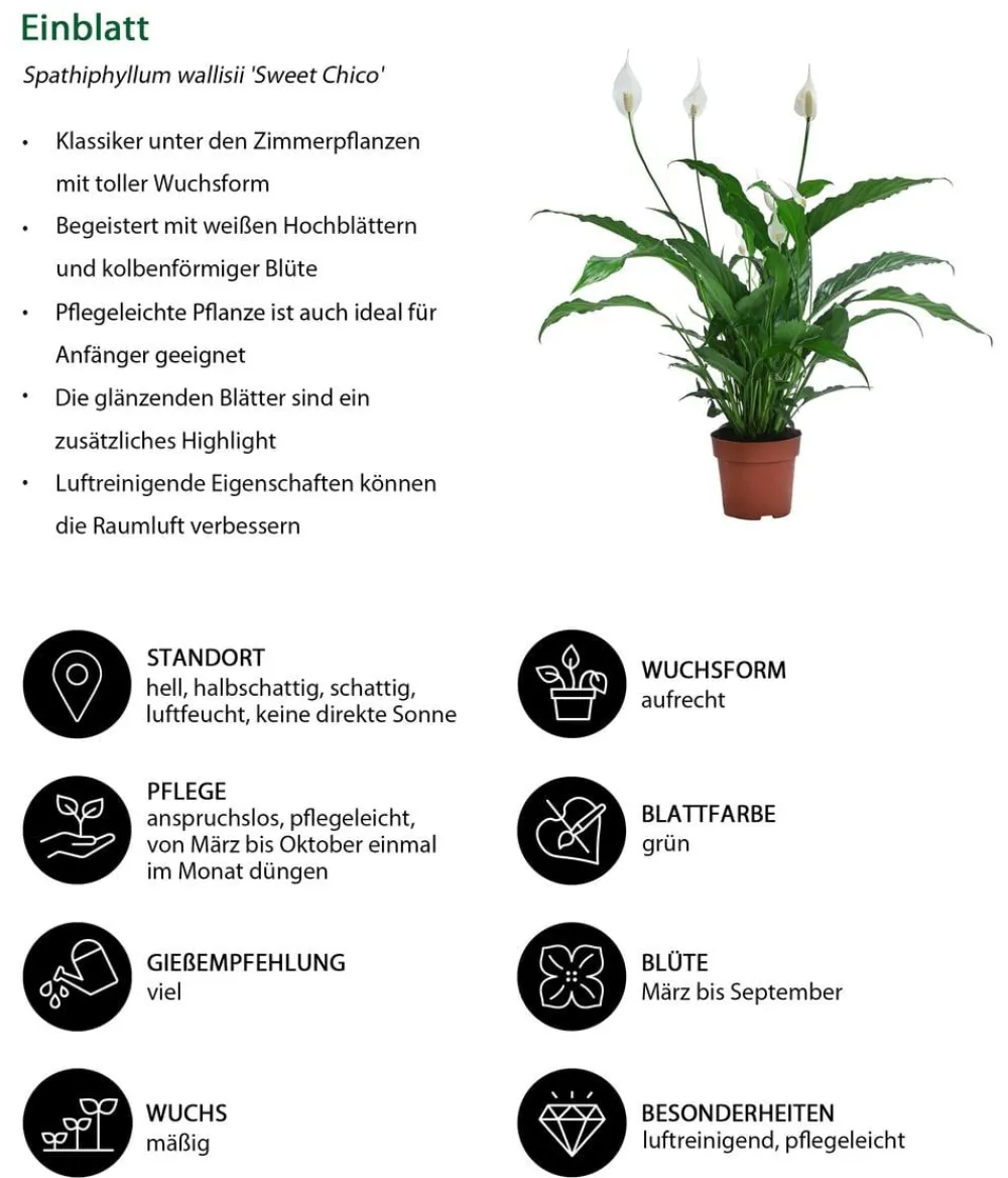 Dehner Zimmerpflanzen-Sets|Grünpflanzen - Zimmerpflanzen-Set Tief Durchatmen, 3-teilig Grün