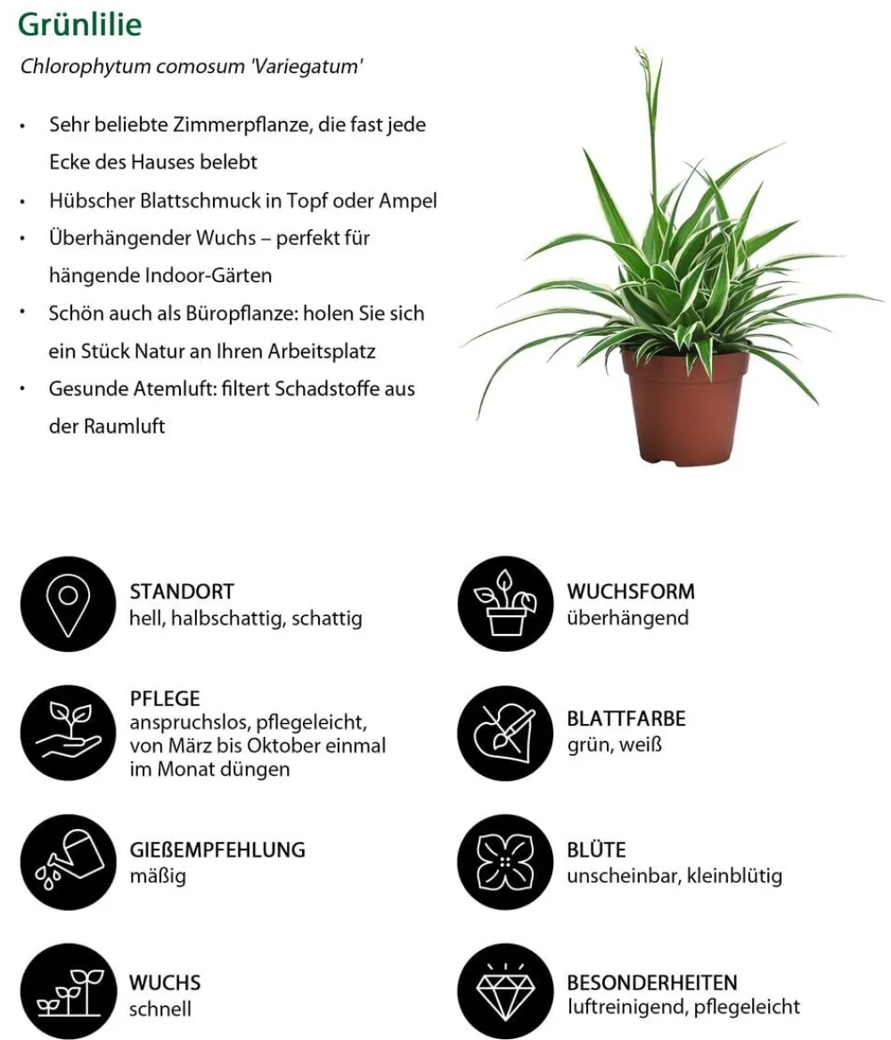Dehner Zimmerpflanzen-Sets|Grünpflanzen - Zimmerpflanzen-Set Tief Durchatmen, 3-teilig Grün