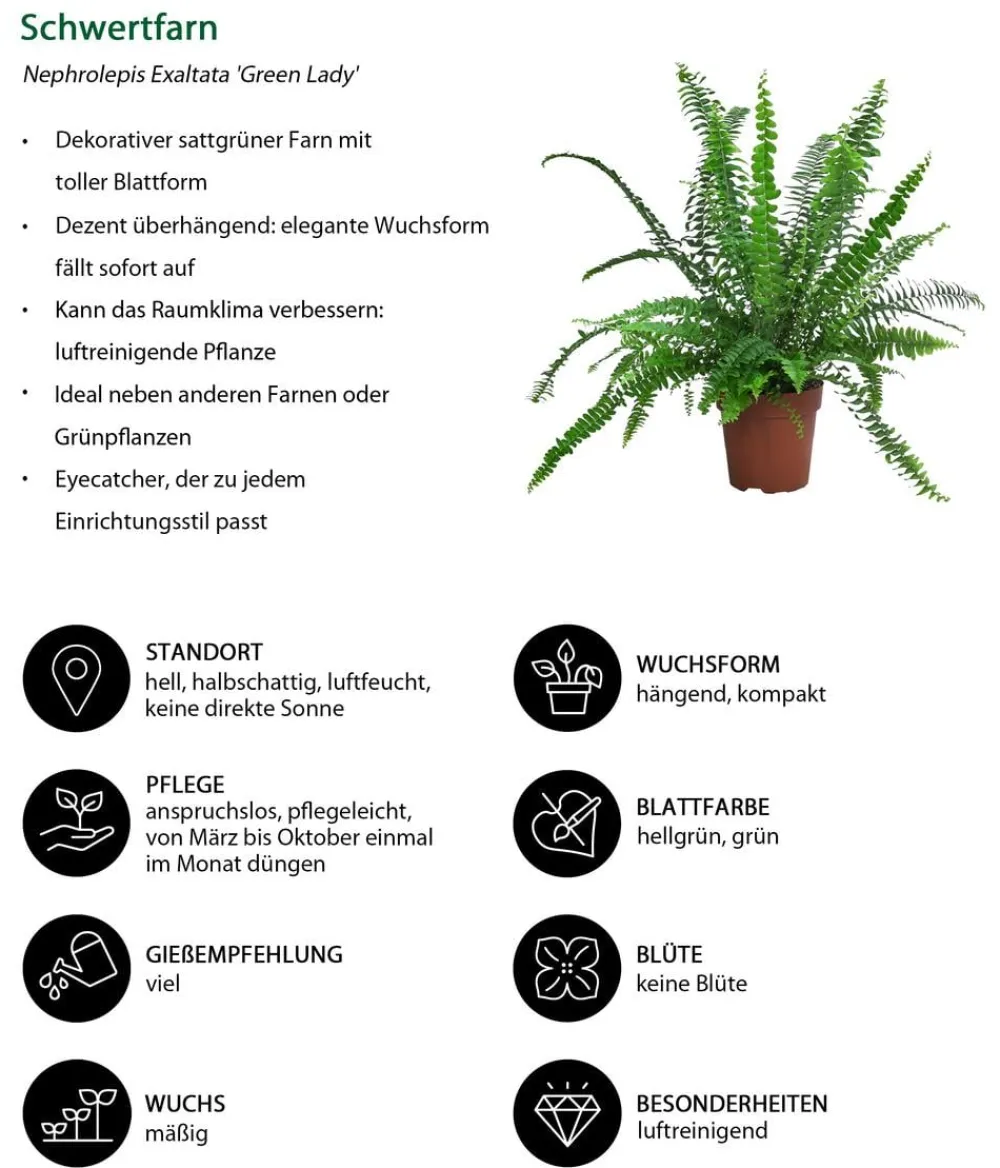 Dehner Zimmerpflanzen-Sets|Grünpflanzen - Zimmerpflanzen-Set Tief Durchatmen, 3-teilig Grün