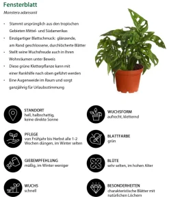 Dehner Zimmerpflanzen-Sets|Grünpflanzen > Zimmerpflanzen-Set Trend, 3-teilig