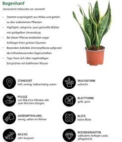 Dehner Zimmerpflanzen-Sets|Grünpflanzen - Zimmerpflanzen-Set Tropical, 5-teilig
