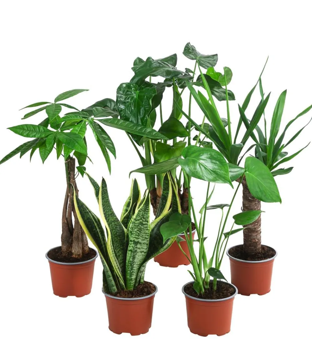 Dehner Zimmerpflanzen-Sets|Grünpflanzen - Zimmerpflanzen-Set Tropical, 5-teilig