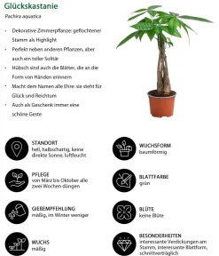 Dehner Zimmerpflanzen-Sets|Grünpflanzen - Zimmerpflanzen-Set Tropical, 5-teilig