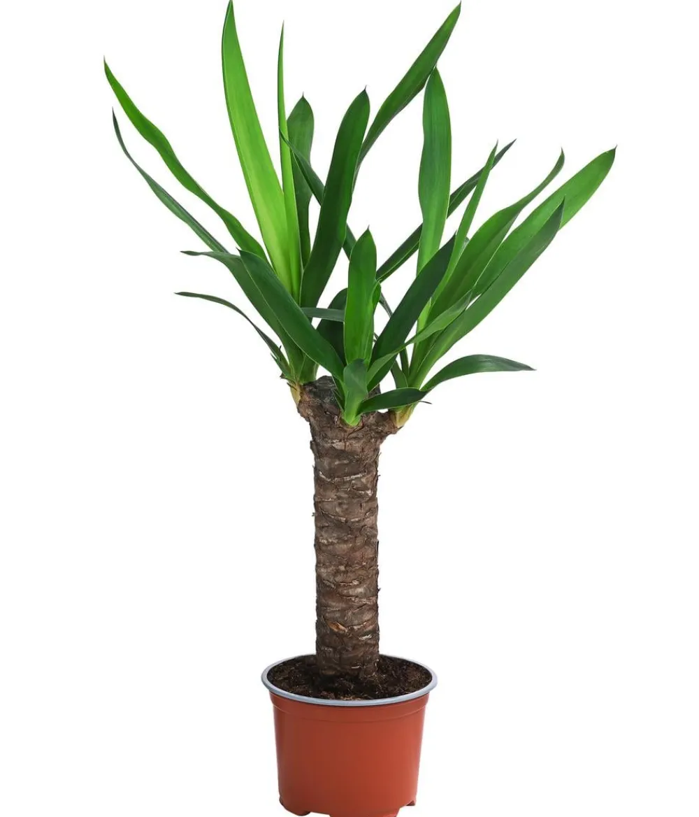 Dehner Zimmerpflanzen-Sets|Grünpflanzen - Zimmerpflanzen-Set Tropical, 5-teilig
