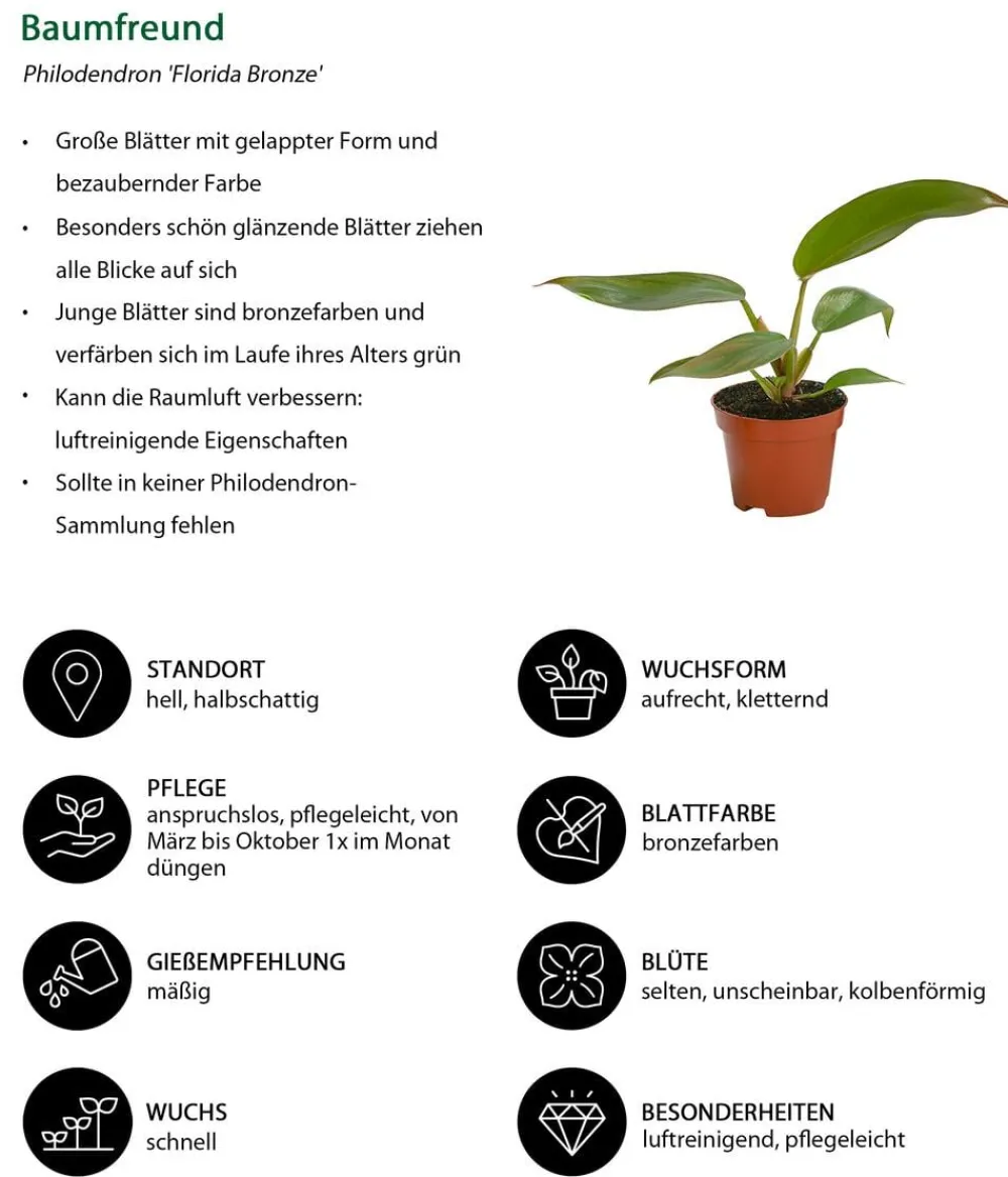 Dehner Zimmerpflanzen-Sets|Grünpflanzen - Zimmerpflanzen-Set Urban Jungle, 3-teilig