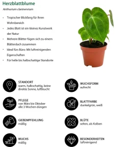 Dehner Zimmerpflanzen-Sets|Grünpflanzen - Zimmerpflanzen-Set Urban Jungle, 3-teilig