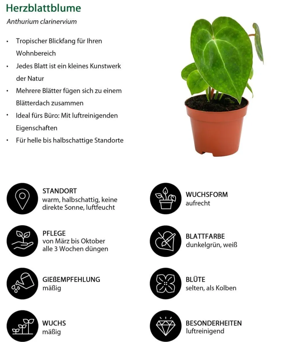 Dehner Zimmerpflanzen-Sets|Grünpflanzen - Zimmerpflanzen-Set Urban Jungle, 3-teilig