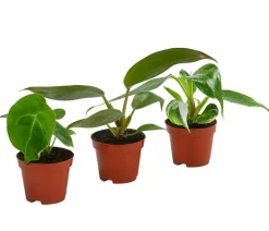 Dehner Zimmerpflanzen-Sets|Grünpflanzen - Zimmerpflanzen-Set Urban Jungle, 3-teilig