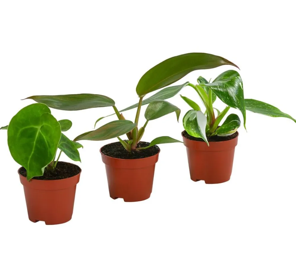 Dehner Zimmerpflanzen-Sets|Grünpflanzen - Zimmerpflanzen-Set Urban Jungle, 3-teilig