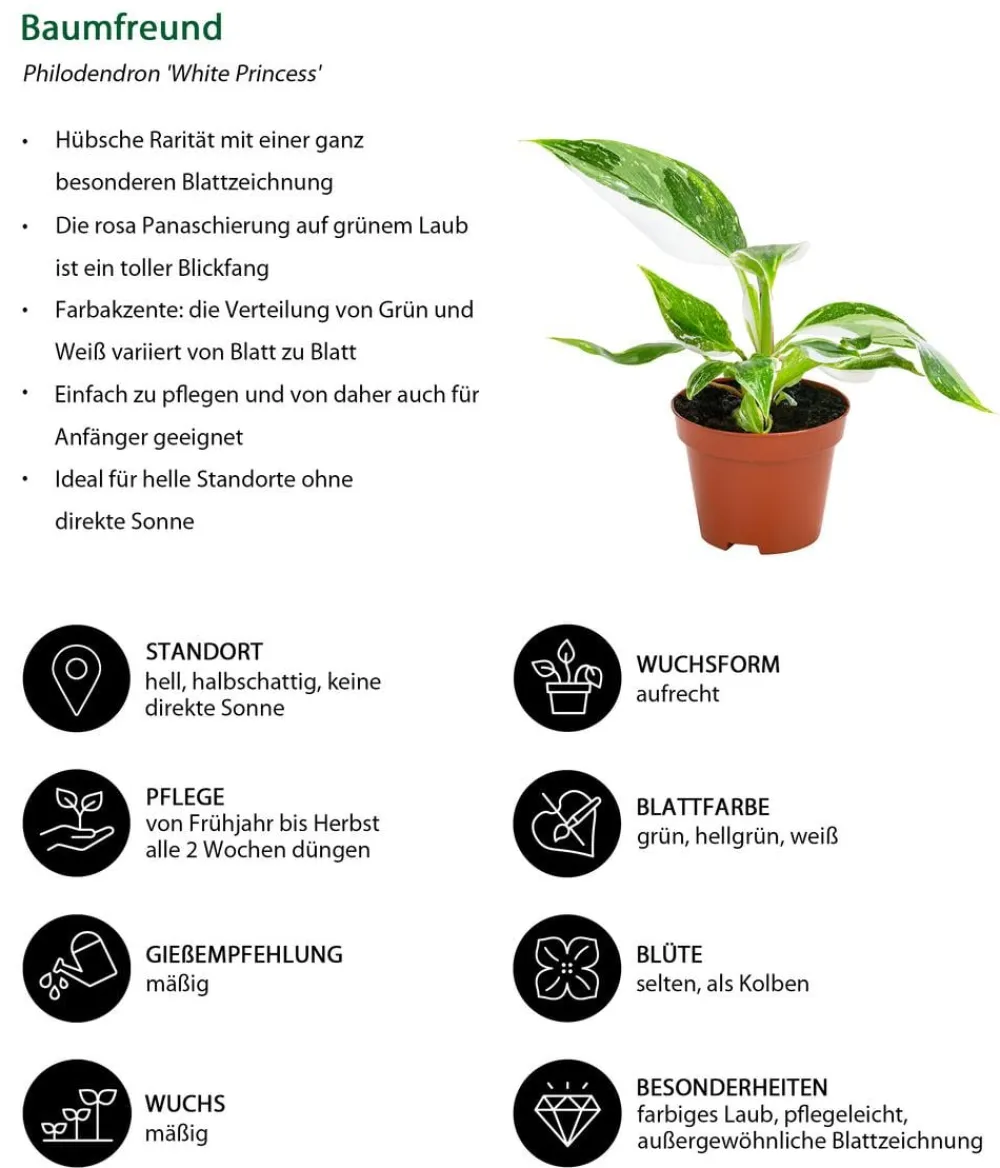 Dehner Zimmerpflanzen-Sets|Grünpflanzen - Zimmerpflanzen-Set Urban Jungle, 3-teilig