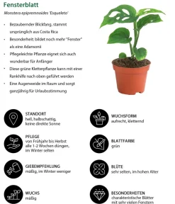 Dehner Zimmerpflanzen-Set Urwaldschätze, 3-teilig Grün