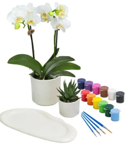 Dehner Zimmerpflanzen-Sets|Zimmerpflanzen Mit Übertopf - Zimmerpflanzen-Set zum Selbstgestalten