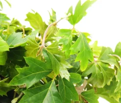 Dehner Zimmerrebe - Cissus rhombifolia 'Ellen Danica' Grün Online