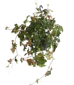 Dehner Hängepflanzen|Grünpflanzen - Zimmerrebe - Cissus rhombifolia 'Ellen Danica' Grün