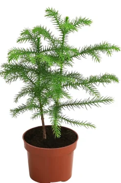 Dehner Grünpflanzen > Zimmertanne - Araucaria heterophylla