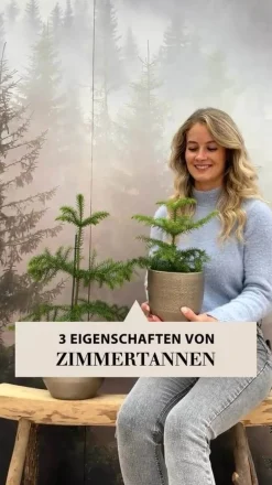 Dehner Grünpflanzen > Zimmertanne - Araucaria heterophylla