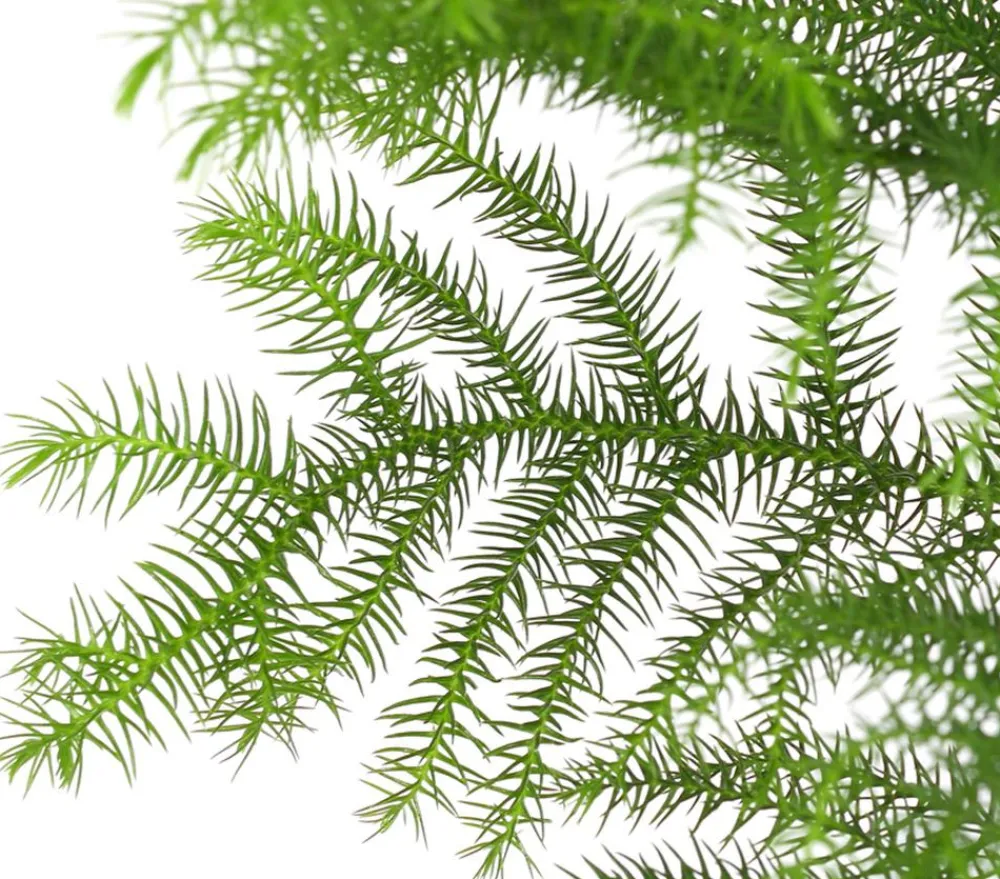 Dehner Grünpflanzen > Zimmertanne - Araucaria heterophylla